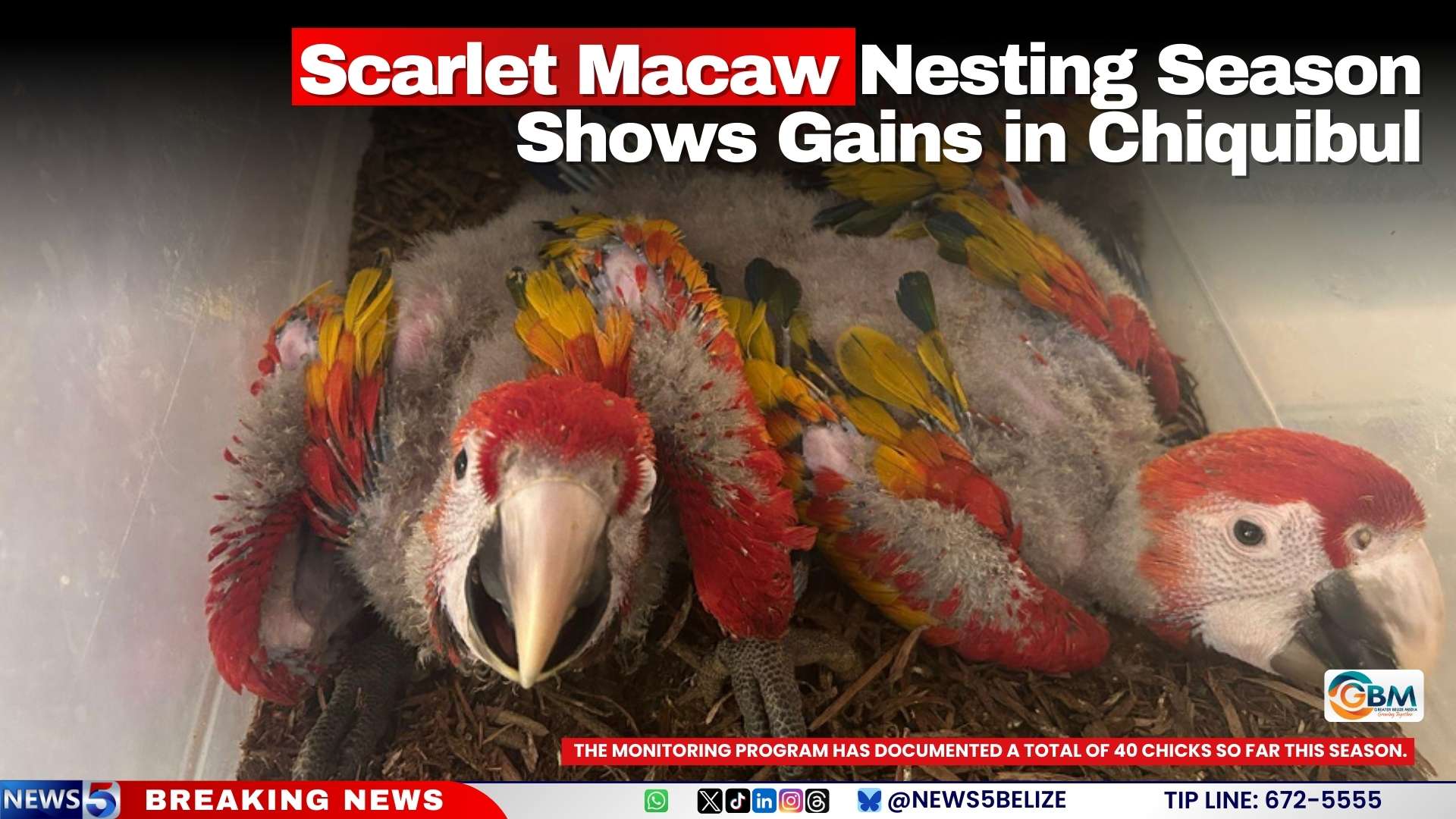 Scarlet Macaw Nesting Season Shows Gains in Chiquibul